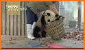 Baby Panda' s House Cleaning related image