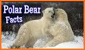 Polar Bear Cub for kids 3-5 related image