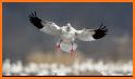 Hunt Snows - Snow Goose E-Caller App related image