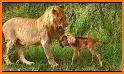 Lion Safe related image