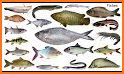 Picture Fish - Fish Identifier related image