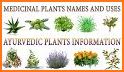 Medicinal Plants and their uses related image