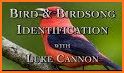 Picture Bird - Bird Identifier related image