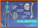 Skeletal Anatomy 3D related image