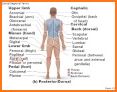 Parts of the Human Body - Montessori Anatomy related image