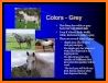 Horse Coat Colors Quiz related image