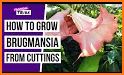 Brugmansia App related image