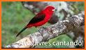 Brazilian's birds sounds related image