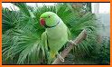 Parrot Wallpaper Hd related image