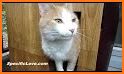 Outdoor Cat House related image