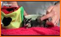 Pet Sugar Glider Care Guide related image