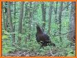 Turkey Calls - Turkey Sounds related image