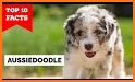 Aussiedoodle related image