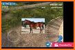 Summer Horse Simulator 3D related image