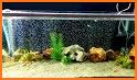 Fish Aquarium Bubble World related image