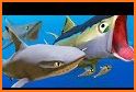 Feed and grow shark fish related image