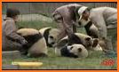 Little Panda's Earthquake Rescue related image