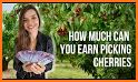 CherryPicking related image