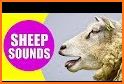 Sheep Sounds related image