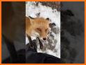 Foxes Connect related image