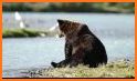 Discover Kodiak related image