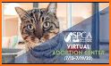 Virtual Animal Shelter Buddies related image