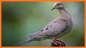 Dove Hunting Calls related image