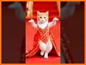 Dancing Meow - Cute Cat related image