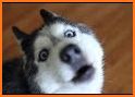 Talking Husky Dog related image