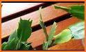 How to Care for a Christmas Cactus related image