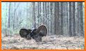 South Carolina Wild Turkey Harvest Reporting related image