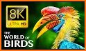 Birds Of The World related image