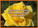 Rosas Con Frases Para Dedicar related image