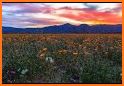 Anza-Borrego Wildflowers related image