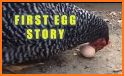 Chicken Egg story free related image