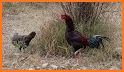 Rooster Sounds 2019 related image