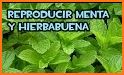 Menta related image