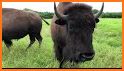 Bison Safe related image