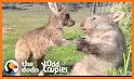 Kangaroo related image