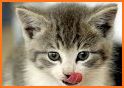 Cats Quiz - Guess Photos of All Popular Cat Breeds related image