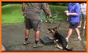 GoodPaws – Force Free Dog Training & Wellness! related image