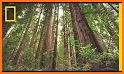 Redwood National Park related image