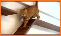 Indoor Cat House related image