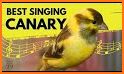 Canary Sounds related image