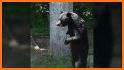 WALKİNG BEAR related image