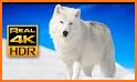 Ice Wolf Live Wallpaper Themes related image