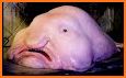 Blobfish related image