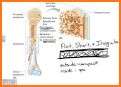 ANATOMY OF BONES, TISSUES AND JOINTS related image