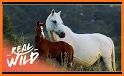 wild horse related image