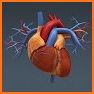 Heart Anatomy Pro. related image